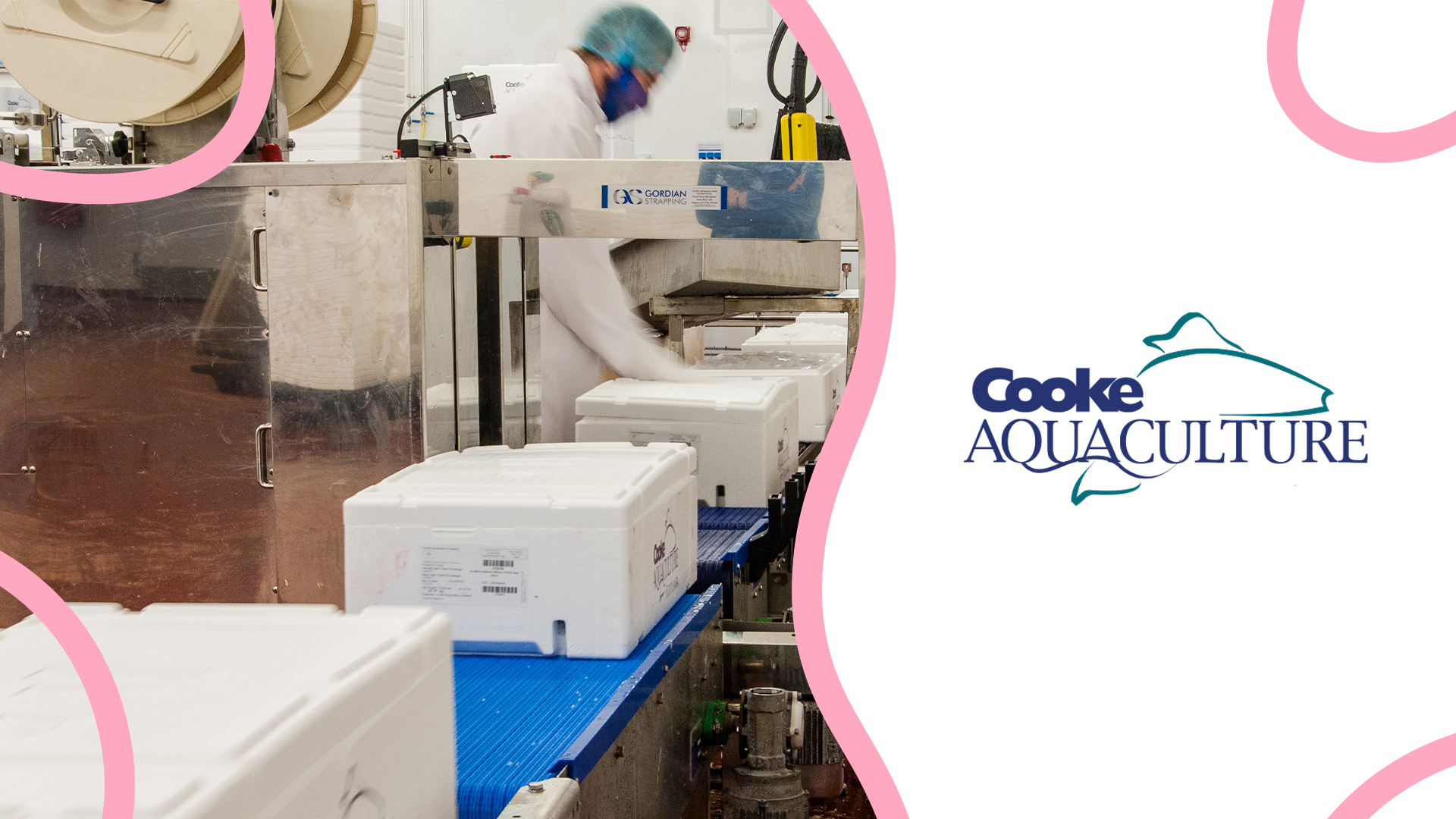 Fish processing boxes on conveyor belt alongside Cooke Aquaculture logo